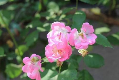 蔷薇花的花语、传说与寓意（探秘蔷薇花的神秘背后与美好寓意）
