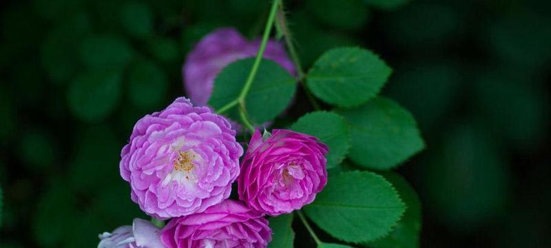 蔷薇花的寓意——爱与美的象征（探寻蔷薇花背后的深层含义）