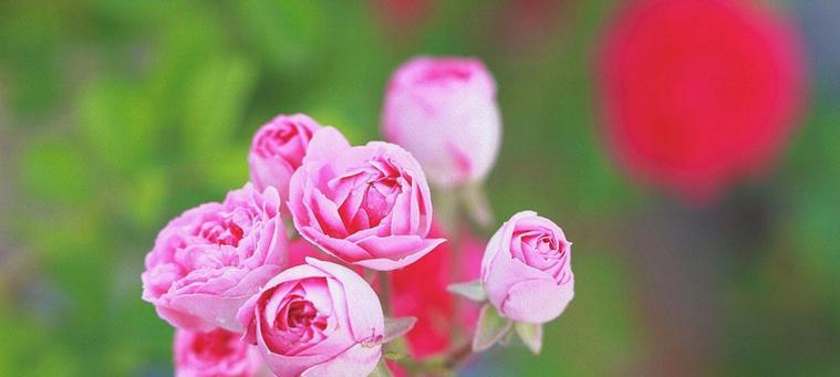 蔷薇花的花语和寓意（探寻蔷薇花的象征意义及传统文化内涵）