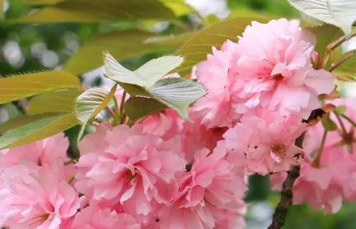 日本樱花的花语（美丽的樱花）