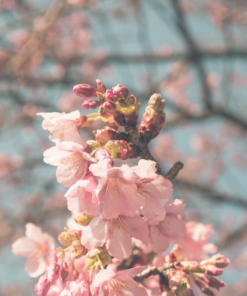 樱花之美与意义（赏樱文化的魅力与深意）