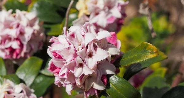瑞香花（花开如约）