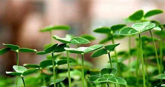 解读三叶草的花语——寓意幸运和希望（揭示三叶草的花语和意义）