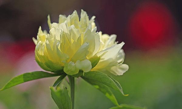 芍药花的寓意与象征风水（芍药花的美丽与祝福）