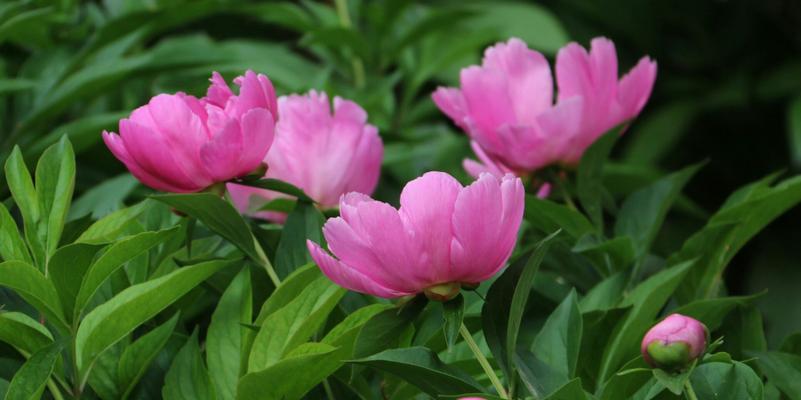 芍药花语的含义与传说（探寻芍药花的神秘之意）