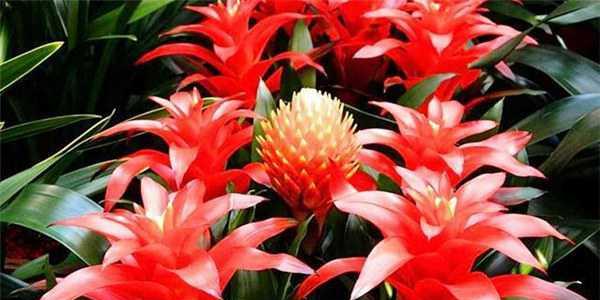花中吉祥如意，传递吉利的十大花（探寻吉祥花卉的寓意与文化传承）