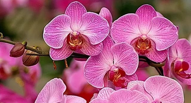 花中吉祥如意，传递吉利的十大花（探寻吉祥花卉的寓意与文化传承）