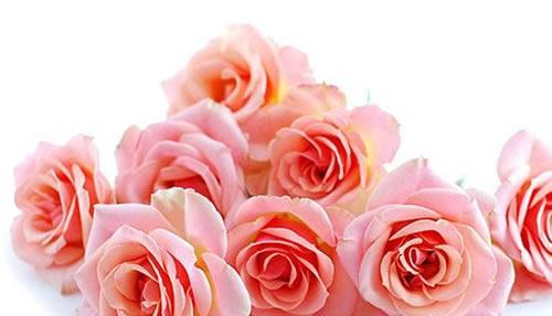 粉玫瑰的花语与象征意义（以十一朵粉玫瑰代表什么）