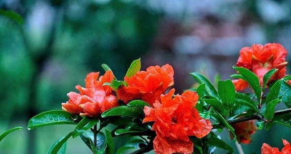 石榴花的寓意与象征——生命之美（探寻石榴花的深意）
