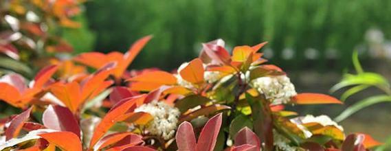 石楠花的花语——热情与勇气（探索石楠花的美丽花语）