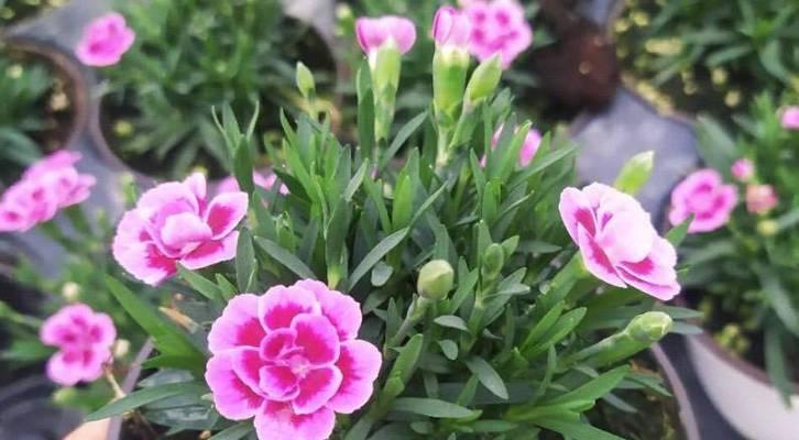 石竹花的象征意义与文化内涵（探寻石竹花的美丽与神秘）
