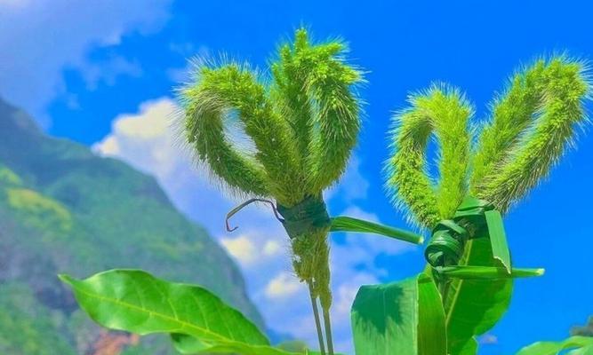 时钟花的花语——深情告白的代表（时钟花花语解读）