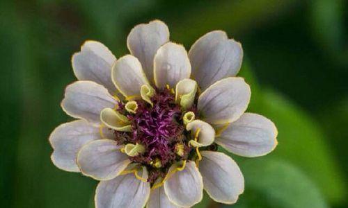 世界上最浪漫的花——玫瑰花（揭秘玫瑰花的浪漫花语与传说）