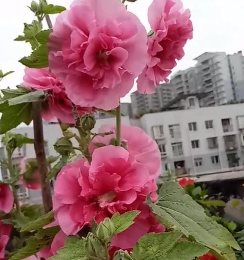 蜀葵花语与象征意义(探寻蜀葵花的奥秘和美丽)
