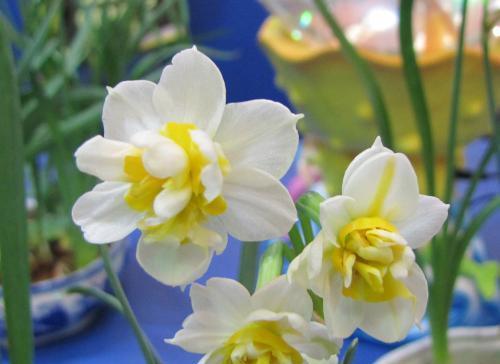 水仙花之美（水仙花花语与文化传承）