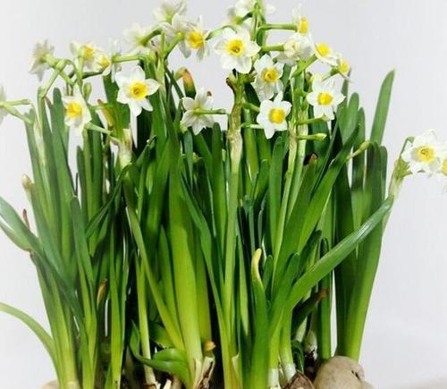 水仙花的花语和象征意义(探寻水仙花的花语与象征意义)