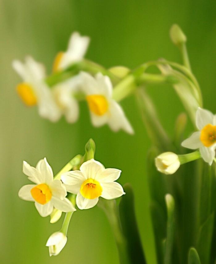 水仙花的花语与寓意（送给哪些人）