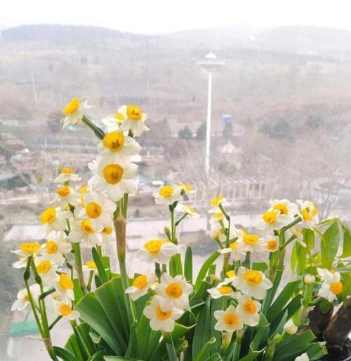 水仙花的寓意及象征意义（美丽的花朵背后蕴含着深刻的寓意）