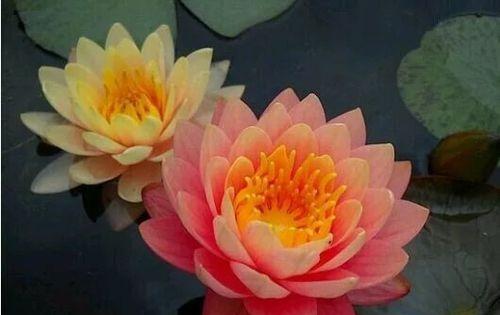 探寻睡莲的寓意与象征风水之奥秘（莲花的崇高象征与风水福利）
