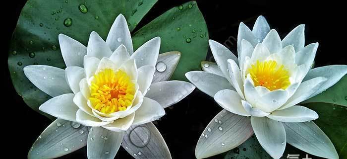 睡莲花语（深入了解睡莲花的象征意义和魅力）