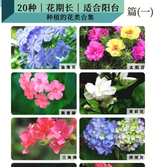 四季花开，美丽绽放（探索四季花海）