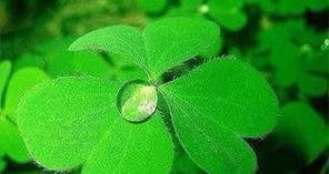 四叶草的花语与传说（寻找幸运的绿叶——四叶草的神秘与意义）