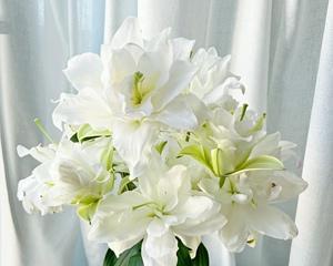 送白百合花的寓意与象征（传递纯洁与祝福的花语——送白百合花）