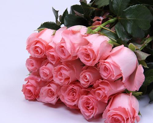 粉色玫瑰的象征意义（绽放爱意的粉色玫瑰代表什么）