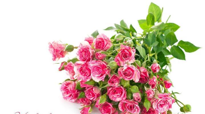 送粉色玫瑰的含义及象征意义（传递爱与关怀的鲜花）