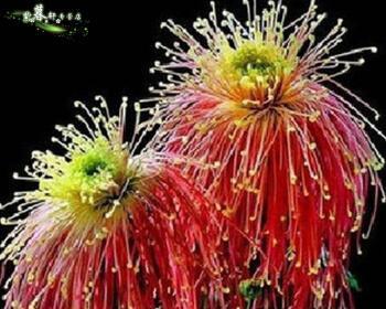 送菊花的含义与象征（菊花送礼的深层意义）