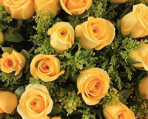 黄玫瑰的象征意义及送花的心意（传递友谊）