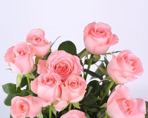 粉色玫瑰的含义与象征（浪漫细腻）