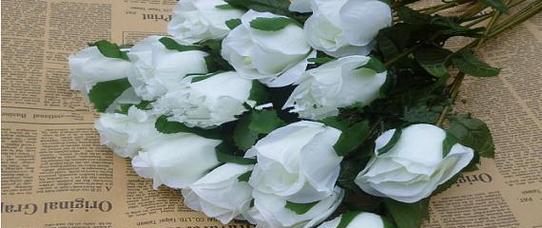 送人白玫瑰的寓意与情感表达（白玫瑰）