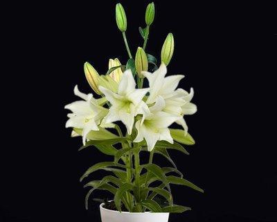 百合花的寓意与赠送意义（以送人百合花传递美好情感和祝福）