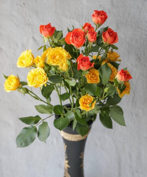 黄玫瑰的含义及象征（探索黄玫瑰的美丽与意义）
