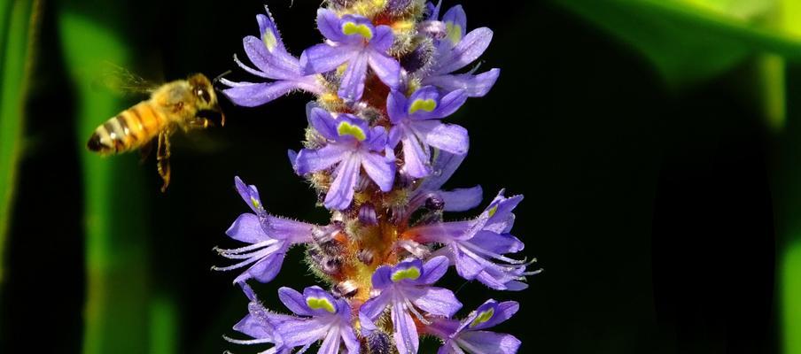 梭鱼草花语（用梭鱼草的花语诠释坚持与勇气）