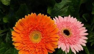 以太阳花的花语与魅力（揭秘以太阳花的花语）
