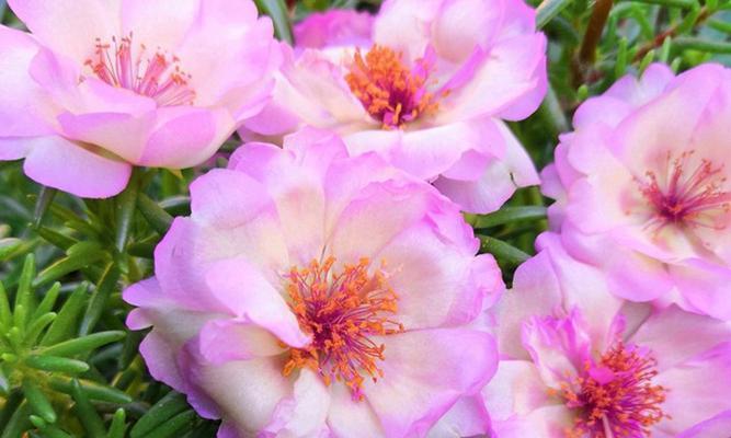 以太阳花花语的意义——阳光、希望与勇气的象征（以太阳花花语的深层涵义及其在生活中的应用）