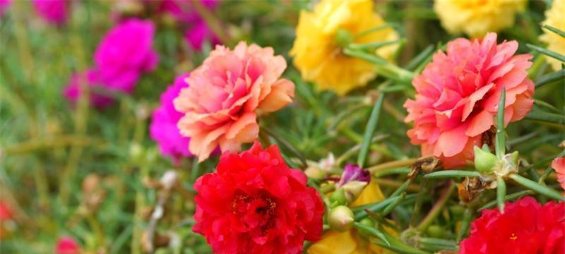 以太阳花花语的象征意义（用花语揭示以太阳花代表的美好寓意）