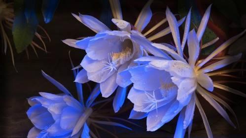 昙花（昙花的花语与含义）