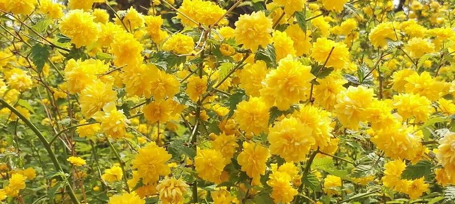 棠棣花的寓意与象征意义（探索棠棣花的深刻内涵）
