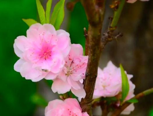 桃花之美——花开如梦（桃花的花语及象征意义）