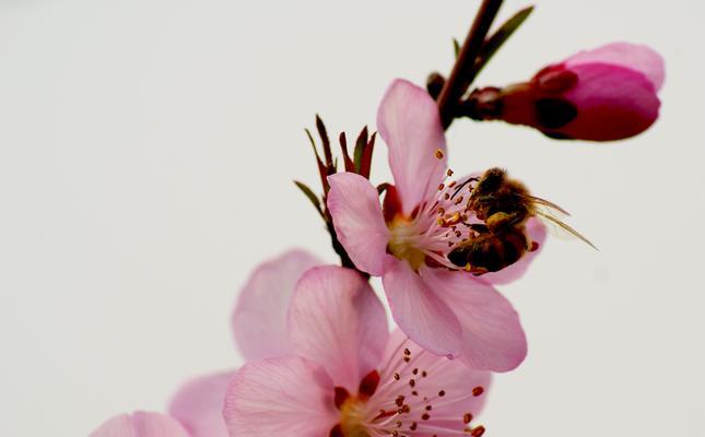 桃花之意象与花语解读（揭秘桃花的美丽寓意与象征意义）