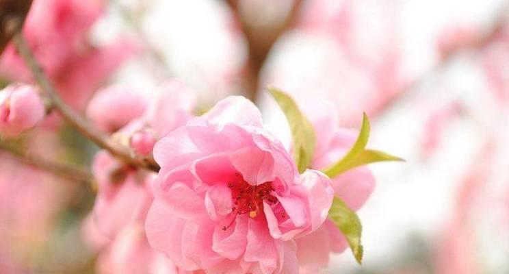 桃花的寓意与象征（桃花之美与吉祥）