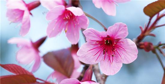 桃花花语(探寻桃花花语的深层含义与传说)