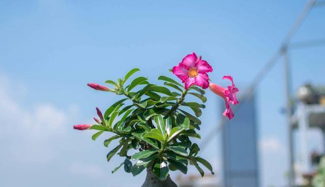 什么花好养又好看（盘点六种好养的室内花卉）