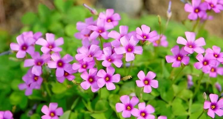 宿根花卉有哪些种类（常见宿根花卉大全）