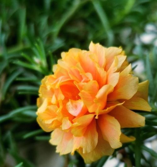 太阳花每天几点开花(太阳花花期简单介绍)