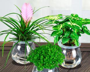 水培植物有哪些特点（室内好养的水培植物排名）