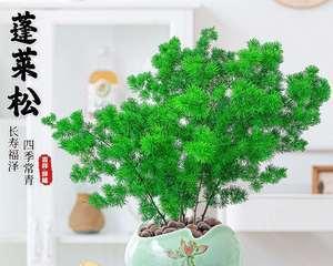 盆景植物排名次（打造绿色家居）